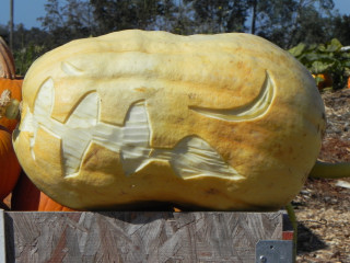 Dino, Nipomo Pumpkin Patch best carving idea